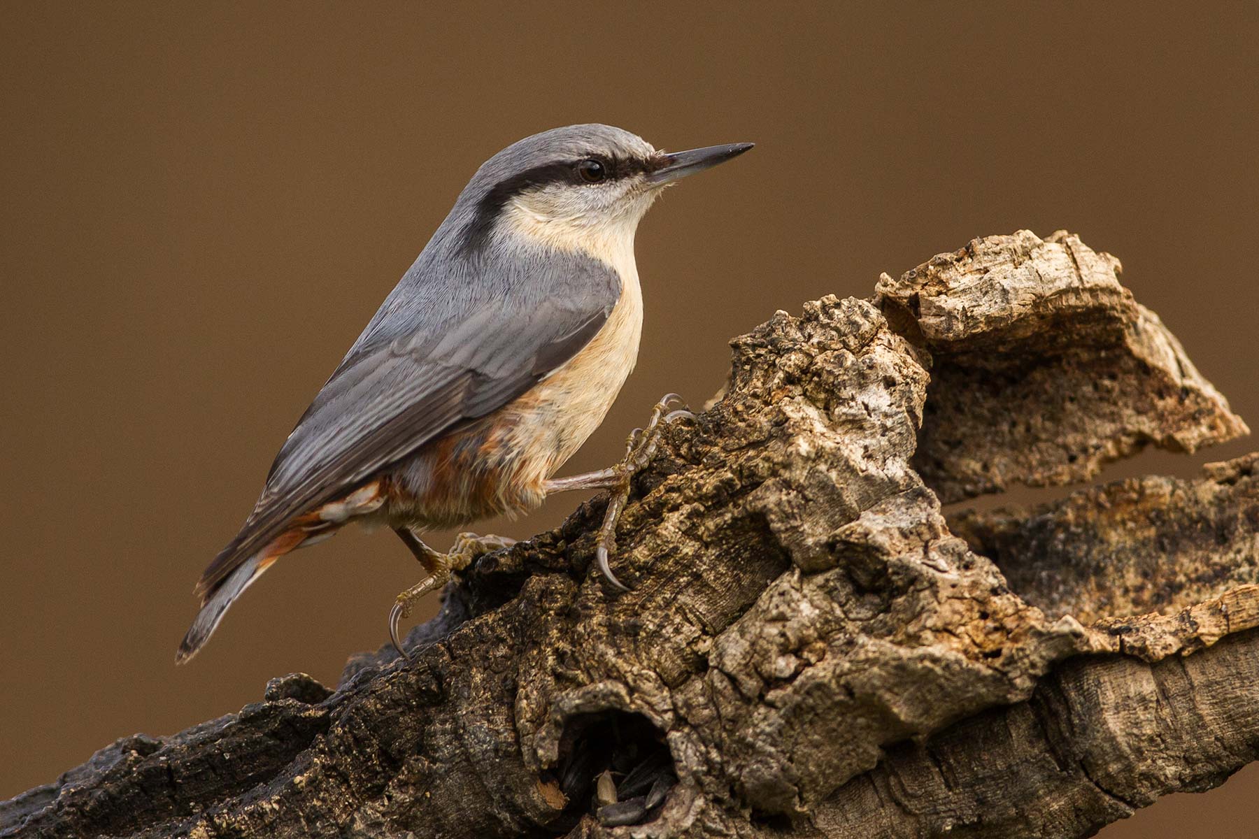 Csuszka (Sitte europaea)